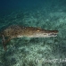 crocodile_american_chiq_jar_h_0412_cub2569.jpg